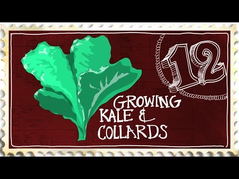 Growing Kale and Collard Greens - Suburban Homestead Ep12