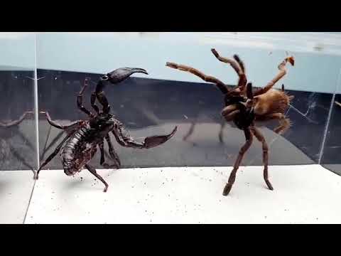 Scorpion vs spider FIGHT