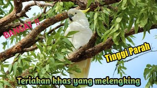 Download lagu TERIAKAN KHAS | BURUNG KAKATUA JAMBUL KUNING SAAT TERBANG DI ALAM mp3