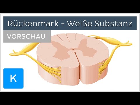 Querschnitt des Rückenmarks: Weiße Substanz (Vorschau) | Kenhub