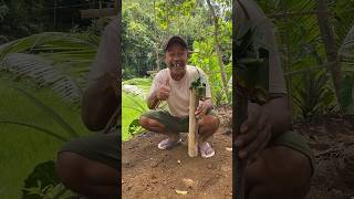 Download lagu How to catch crickets easily #viral #creative #art mp3