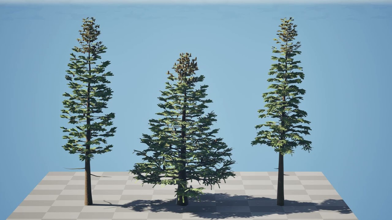 North American Firs Pack 3D Model