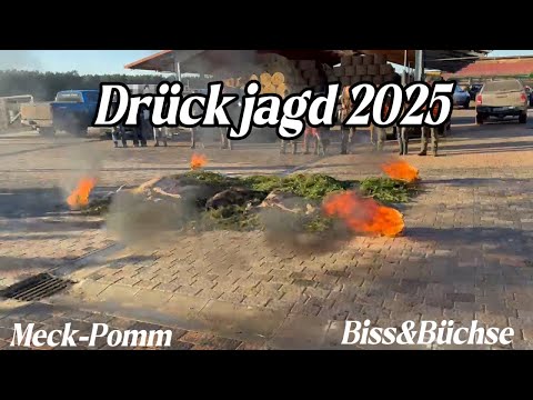 Was für ein Jagdtag! Drückjagd in MV mit riesigem Rotwildrudel!🦌📯