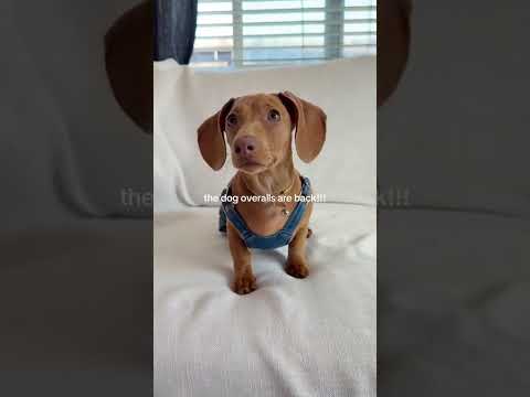 new style breathable pet overalls,Comfort cute dog jumpsuits，Halloween Puppy Funny Role Play Costume