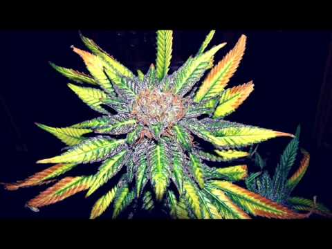 Boogie Mushroom - Skunk [Drum n Bass/Hardtek]