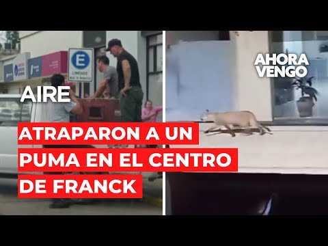 🔴🐆 Capturaron un Puma en la plaza de Franck | ÚLTIMO MOMENTO 🔴