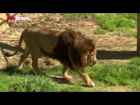 Reportage: How does the lion get to Mark?