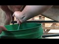 How To Milk A Cow By Hand