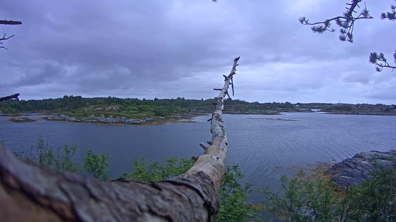 Live webcam view of Baron Blue White-Tailed Eagle Perch