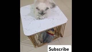 Coco & Hur #cat #cococat #kitten #catlover #cats #asmrcat #shorts #trending #viralshort #asmrcat