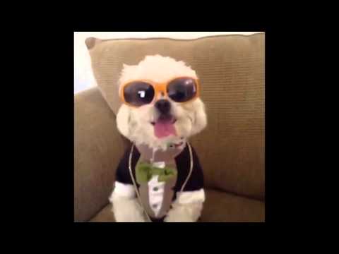 Best of Dinky Ultimate VINE Compilation!