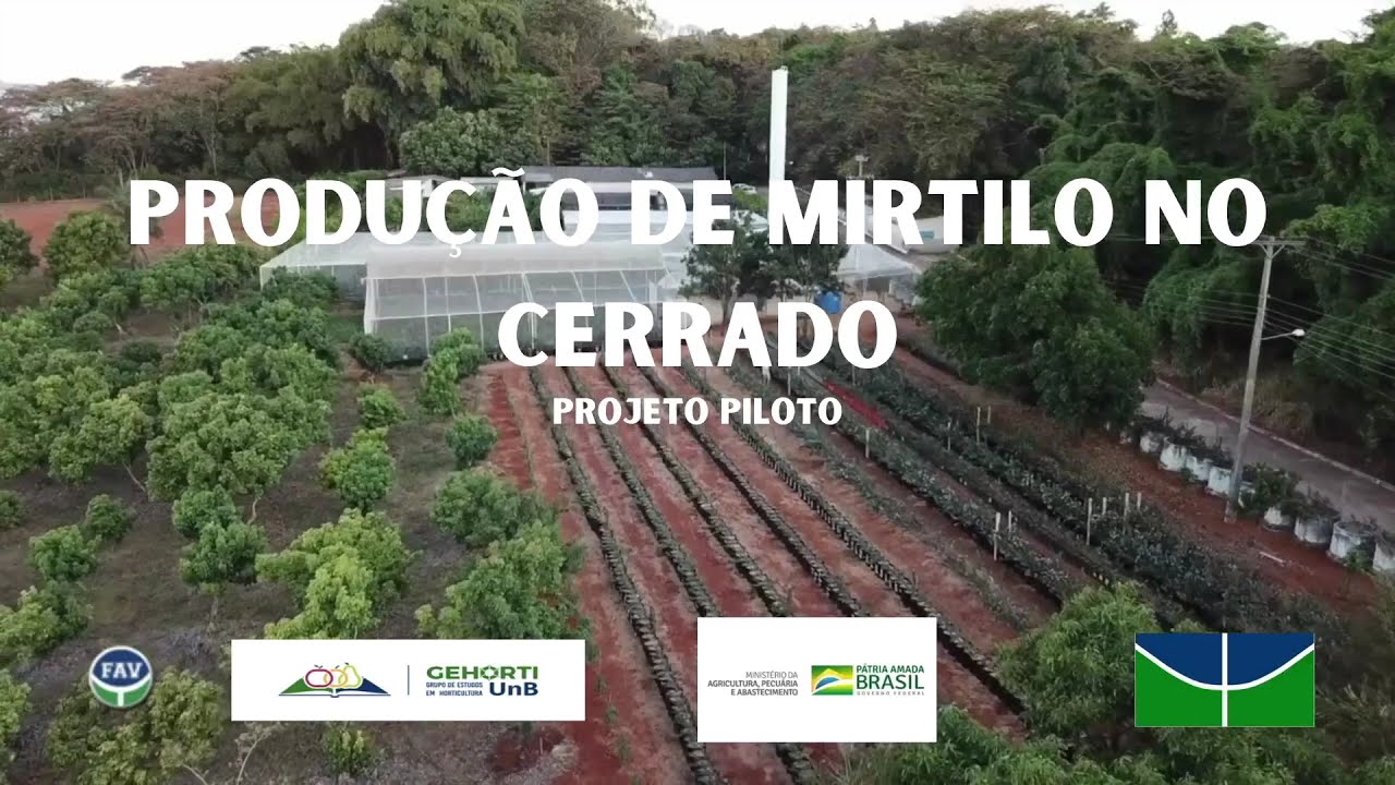 Guia Básico de Produção de Mirtilo no Brasil - Blueberry