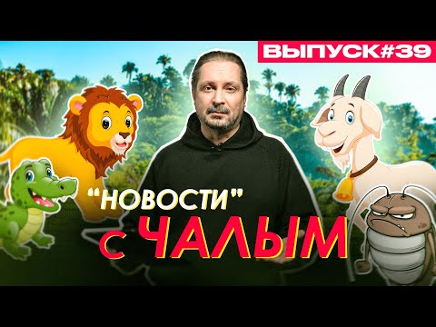 Крокодил и таракан. Африканские приключения