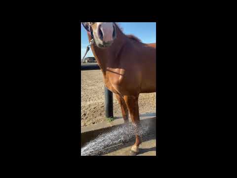 Pferd hat Angst und läßt sich nicht im Wasser abspritzen - Vorher/Nachher Erfolge im Pferdetraining