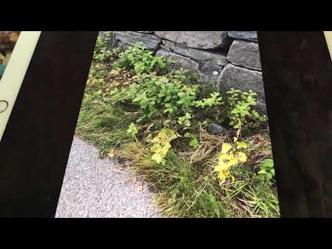 Deed I do Johnny Marvin