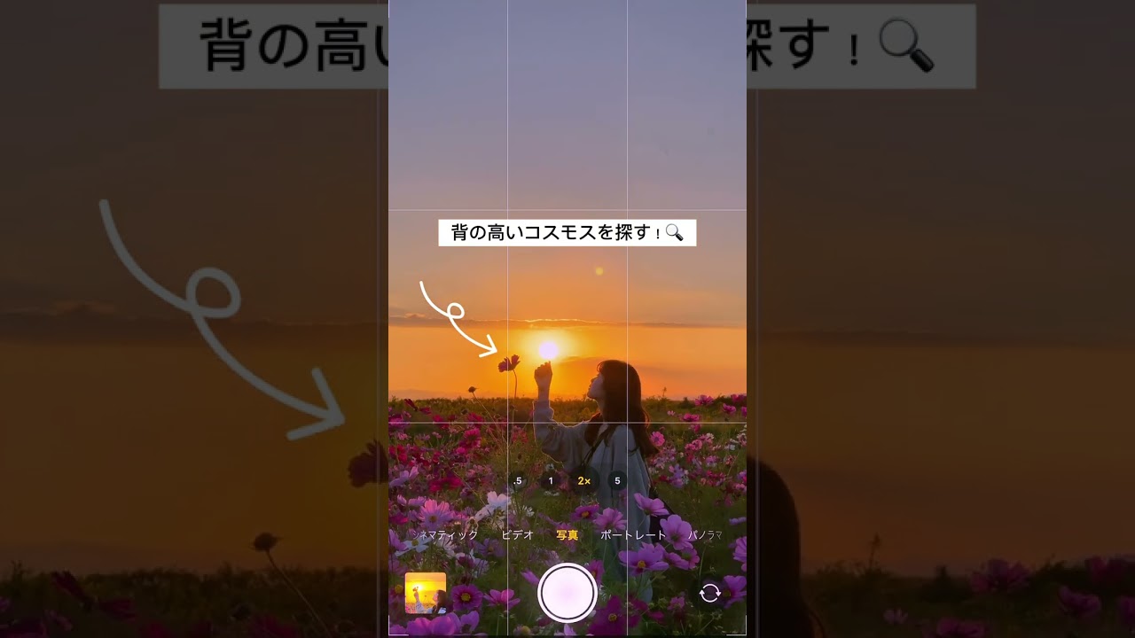 コスモス畑での写真の撮り方！　#shorts