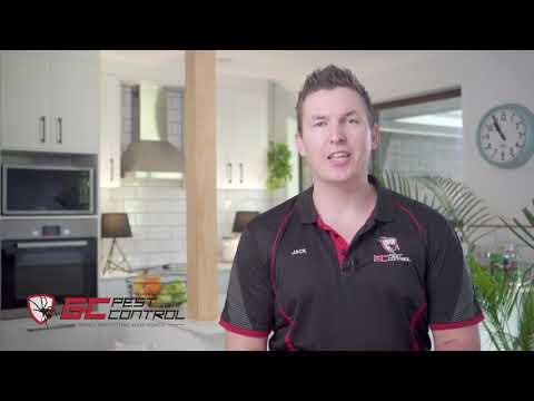 How do we conduct a termite inspection?