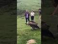 Griffon Vulture release #nature #vulture  #wildlife