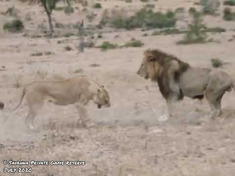 Embarrassed Male Lion Roars - (Matimba Male Lion roars after being rejected by Othawa Female)