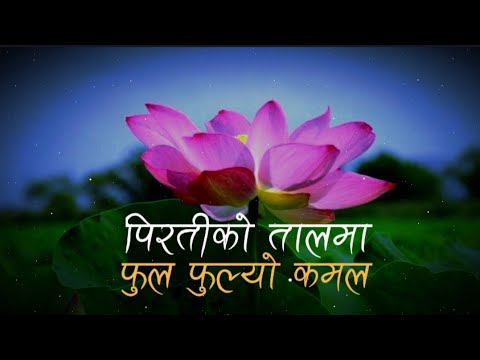 Piratiko Talma - पिरतिको तालमा Gloomy Guys Band Banepa || Lyrics Video || L Y R I C S