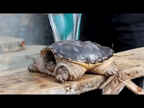 Cooking soft Turtle Tasty Food in Asian Culture Recipe / [Chines Style] - 苗大冬