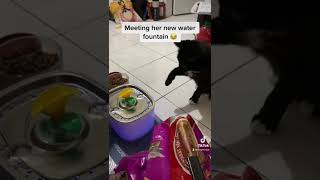 Funny kitten moment. #kittens #保護猫 #meow