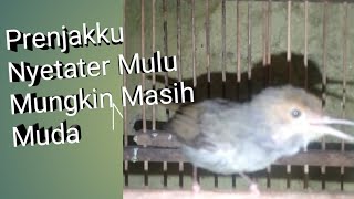 Download lagu Prenjak kepala merah Anakan stater langsung belajar ngoceh mp3