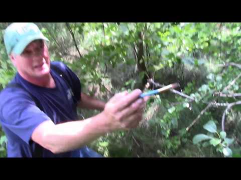 download lagu mp3 mp4 How To Get Rid Of Virginia Creeper Organically, download lagu How To Get Rid Of Virginia Creeper Organically gratis, unduh video klip How To Get Rid Of Virginia Creeper Organically