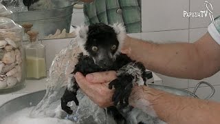 Панда в ванне