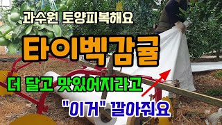 감귤과수원 토양피복 과일 당도와착색에 효과 좋은 타이벡tyvek을 깔아요 고당도타이벡감귤