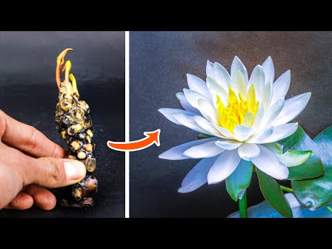 Growing White Water Lily Flower Time Lapse (88 Days)