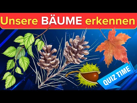 🌳🌲Die 12 wichtigsten Waldbäume Deutschlands EINFACH erklärt