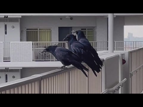 通っても良いかどうかカラスに聞いてみた