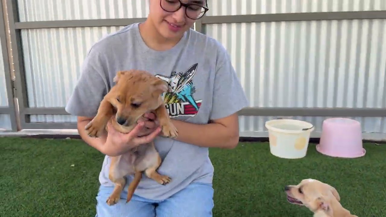 Charm - cute little peanut with a kiss mark on her head!, a Adoptable mixed breed in Austin, TX video 6/6