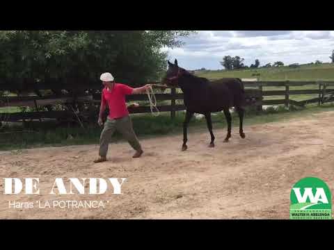 Lote DE ANDY