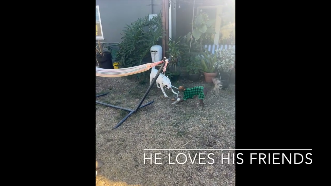 Enlarge Krudler, a Adoptable Cattle Dog in San Diego, CA video 4/4