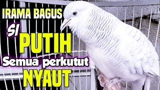 Download lagu SUARA PERKUTUT PUTIH GACOR irama bagus, untuk pancingan semua jenis perkutut mp3