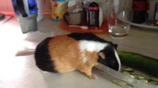 Meet Owen, the best pig in the world ^_^