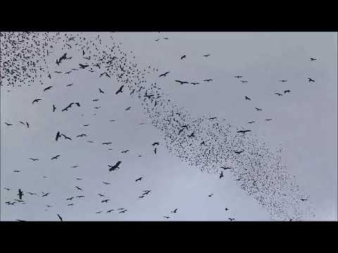 Black Kites & Starlings at the Dudaim Landfill