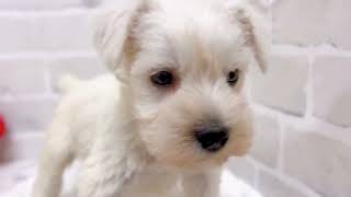 ミニチュアシュナウザーの動画01