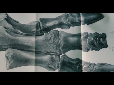 Трейлер