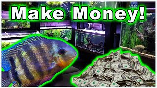 Breeding Fish for Profit: Why Do It and How to Sell Your Fish to Maximize Profit!