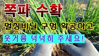 [텃밭농부 1,717]  쪽파를 수확하고, 멀칭비닐 확공하고, 웃거름 넉넉히 주는 방법. #쪽파재배