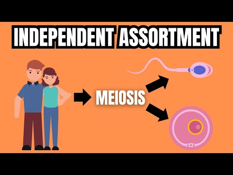 MENDEL'S LAW OF INDEPENDENT ASSORTMENT (Simply Explained)