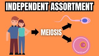 MENDEL'S LAW OF INDEPENDENT ASSORTMENT (Simply Explained)