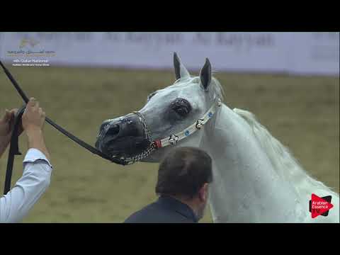 N.175 FAIQ AL SHAQAB - 2019 Qatar Nat. Peninsula show - Stallions 4 to 6 Years Old (Class 10) .mp4