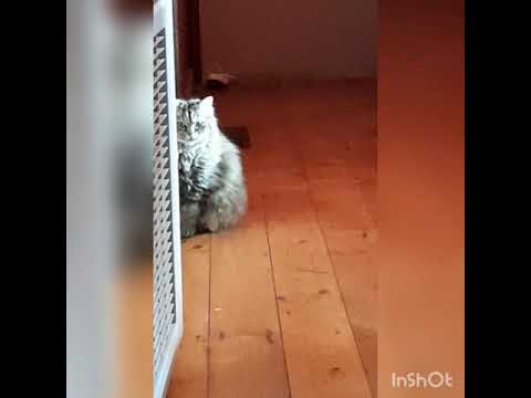 Cat named Sharon is not amused #shorts