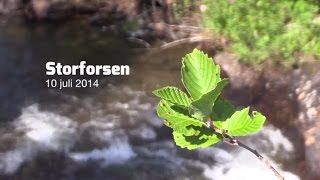 preview picture of video 'Storforsen'