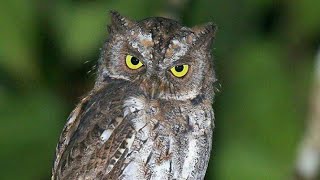 Download lagu Suara burung mpok - Celepuk Rinjani || Endemik lombok mp3 Download lagu Suara burung mpok - Celepuk Rinjani || Endemik lombok mp3