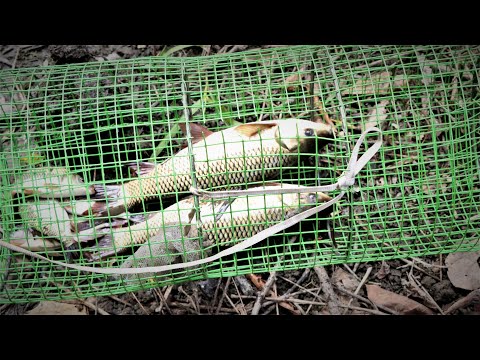 How to Make a Simple Wire Mesh Fish Trap at Home. |DIY |